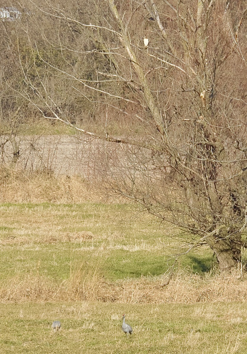 Buse à queue rousse - ML645624717