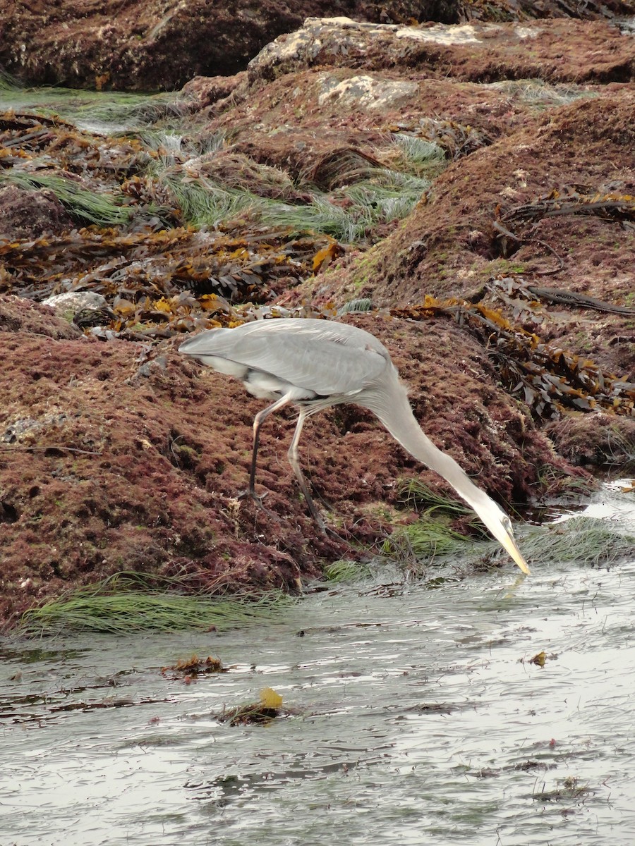 Amerika Gri Balıkçılı - ML645624719