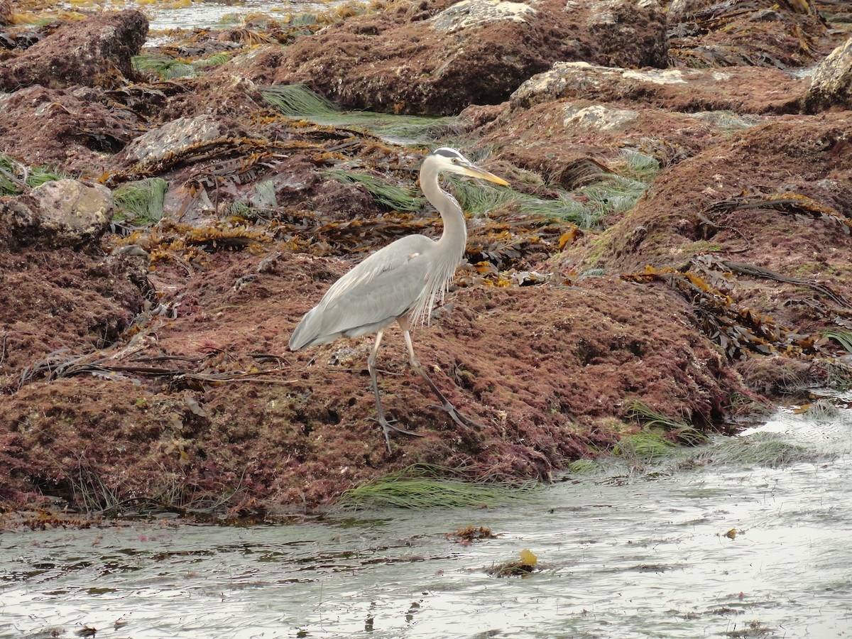 Amerika Gri Balıkçılı - ML645624720