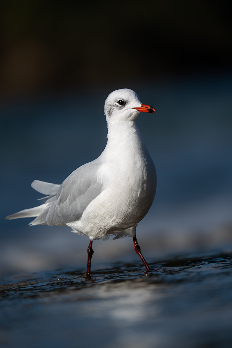 Akdeniz Martısı - ML645624721