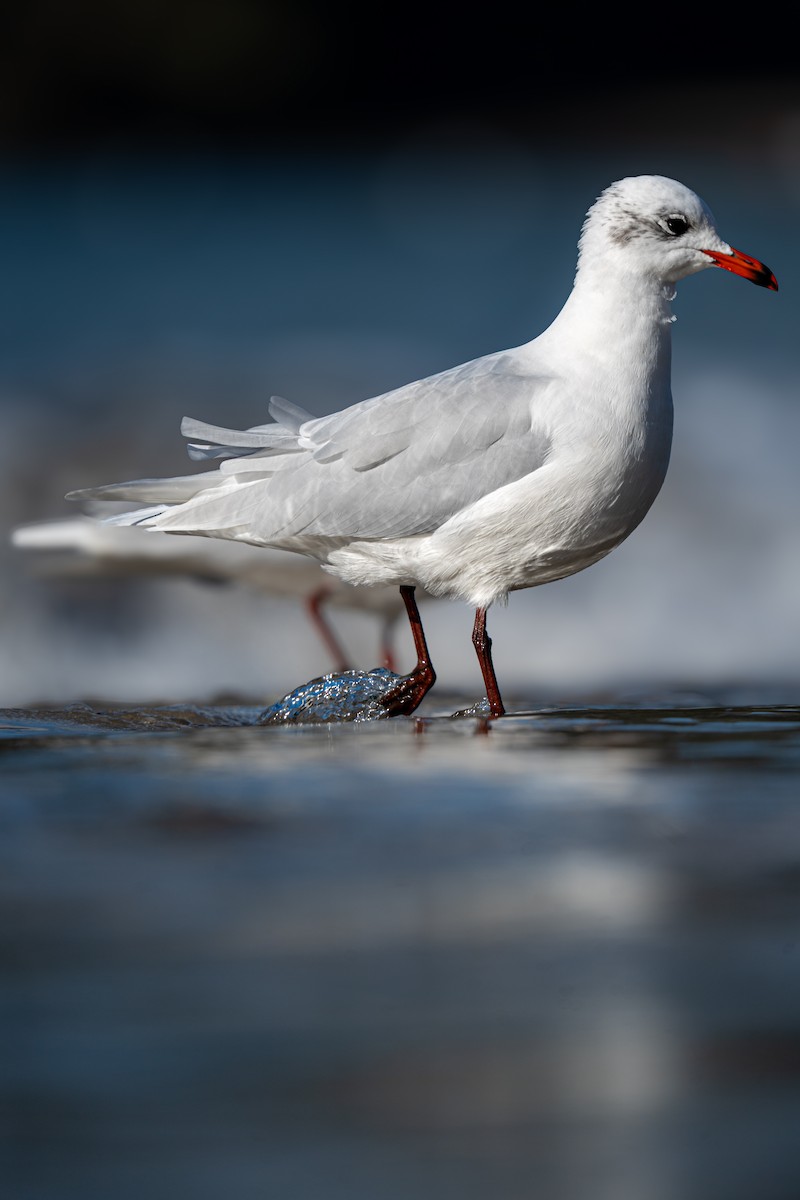 Akdeniz Martısı - ML645624722