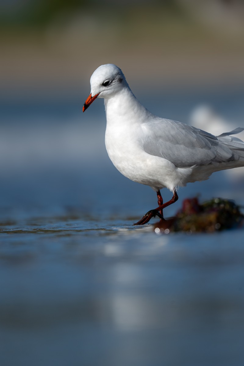 Akdeniz Martısı - ML645624723