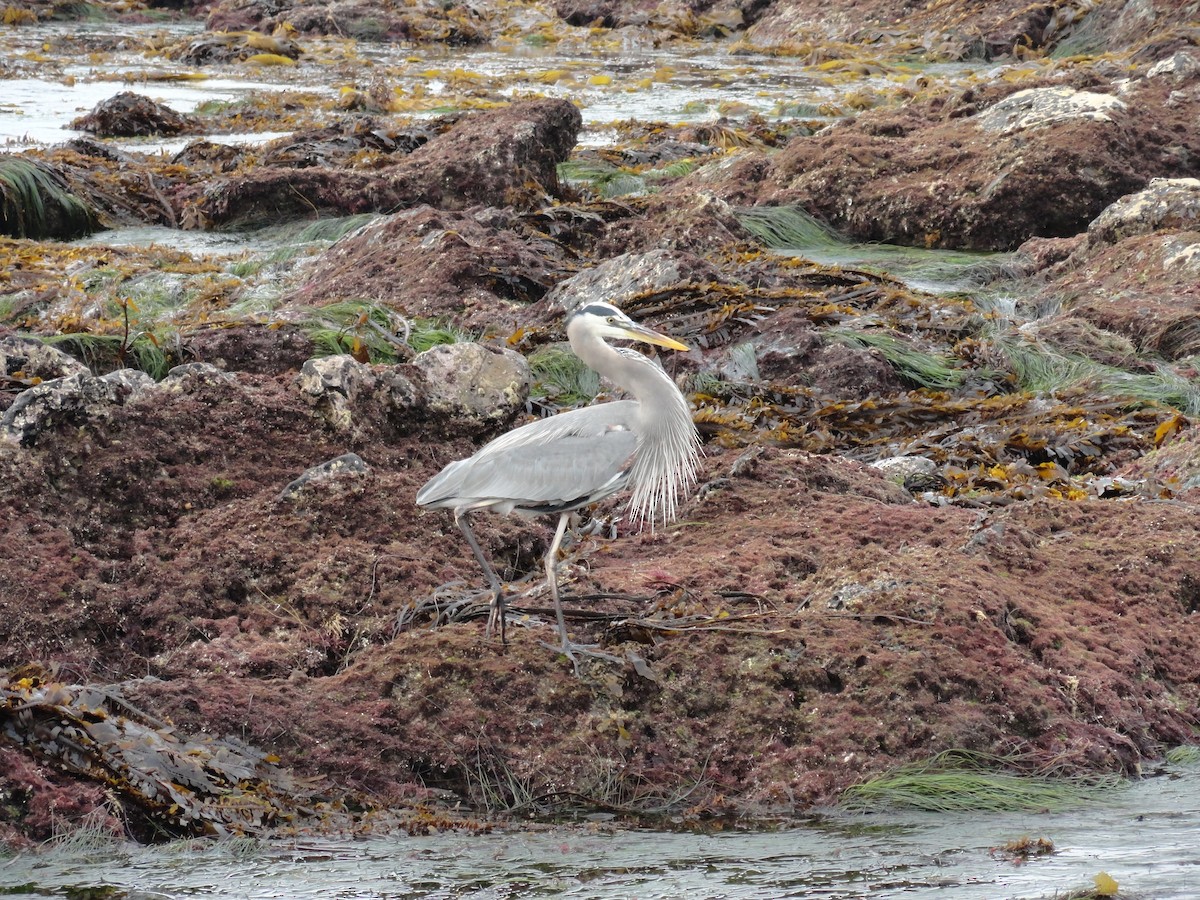 Amerika Gri Balıkçılı - ML645624728