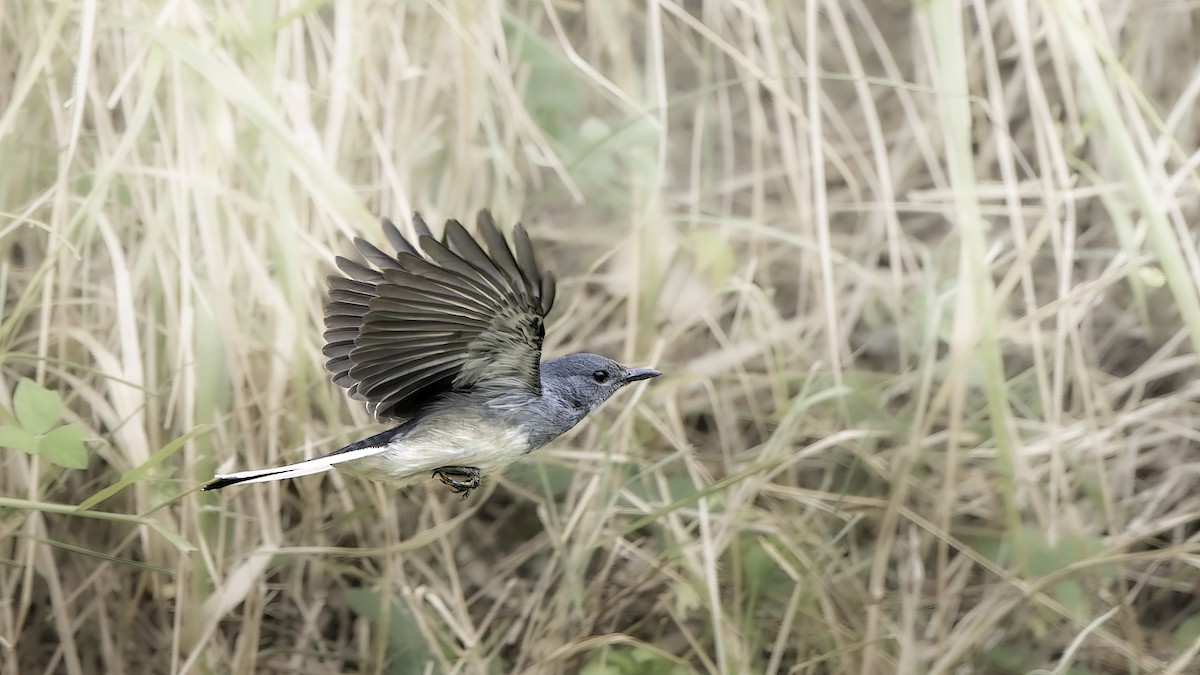 Çinhindi Alaca Bülbülü [saularis grubu] - ML645624729