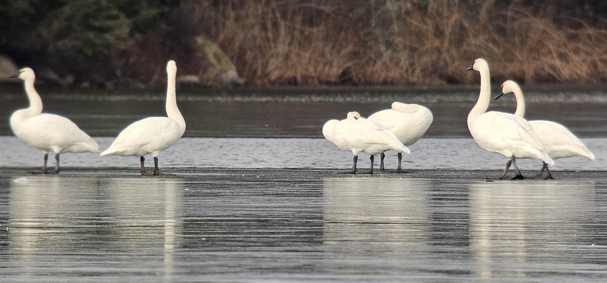 Borazancı Kuğu - ML645624730