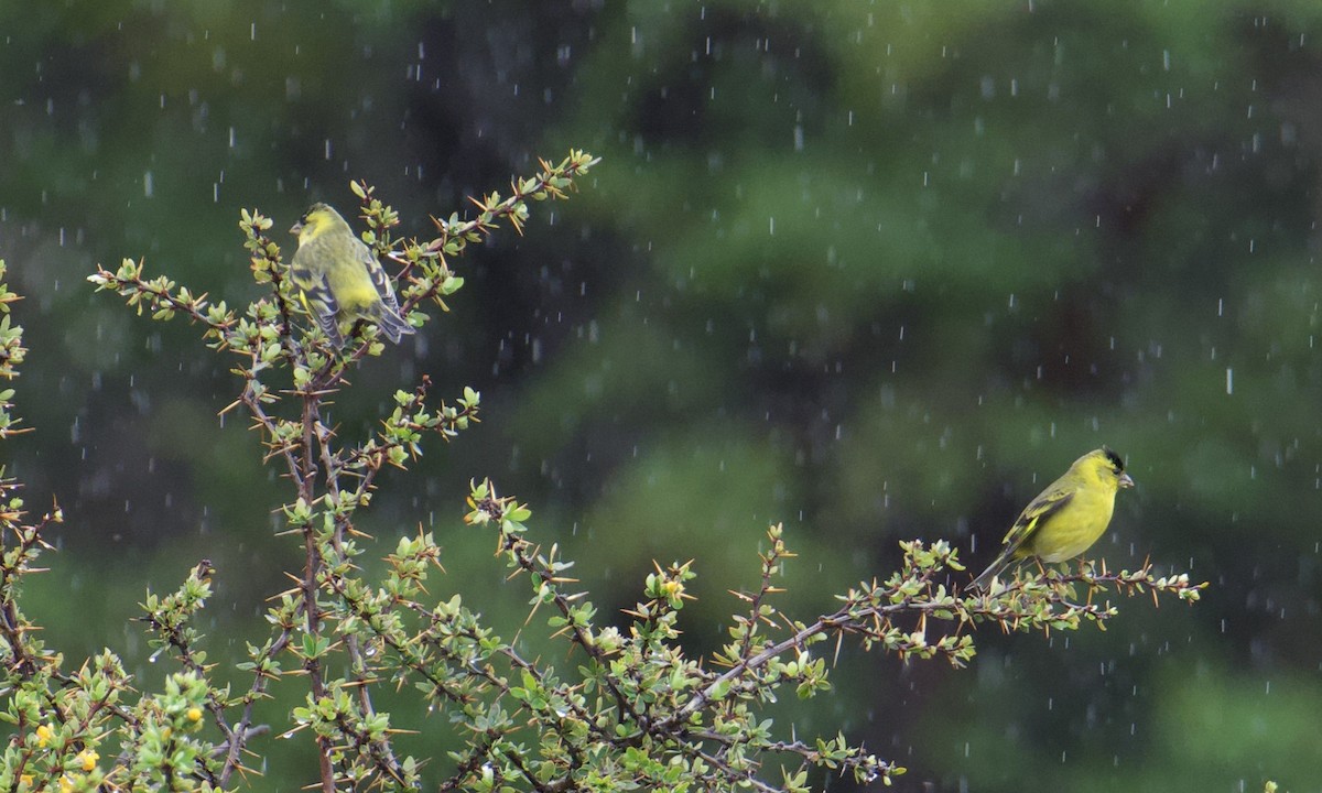 čížek vousatý - ML645624731