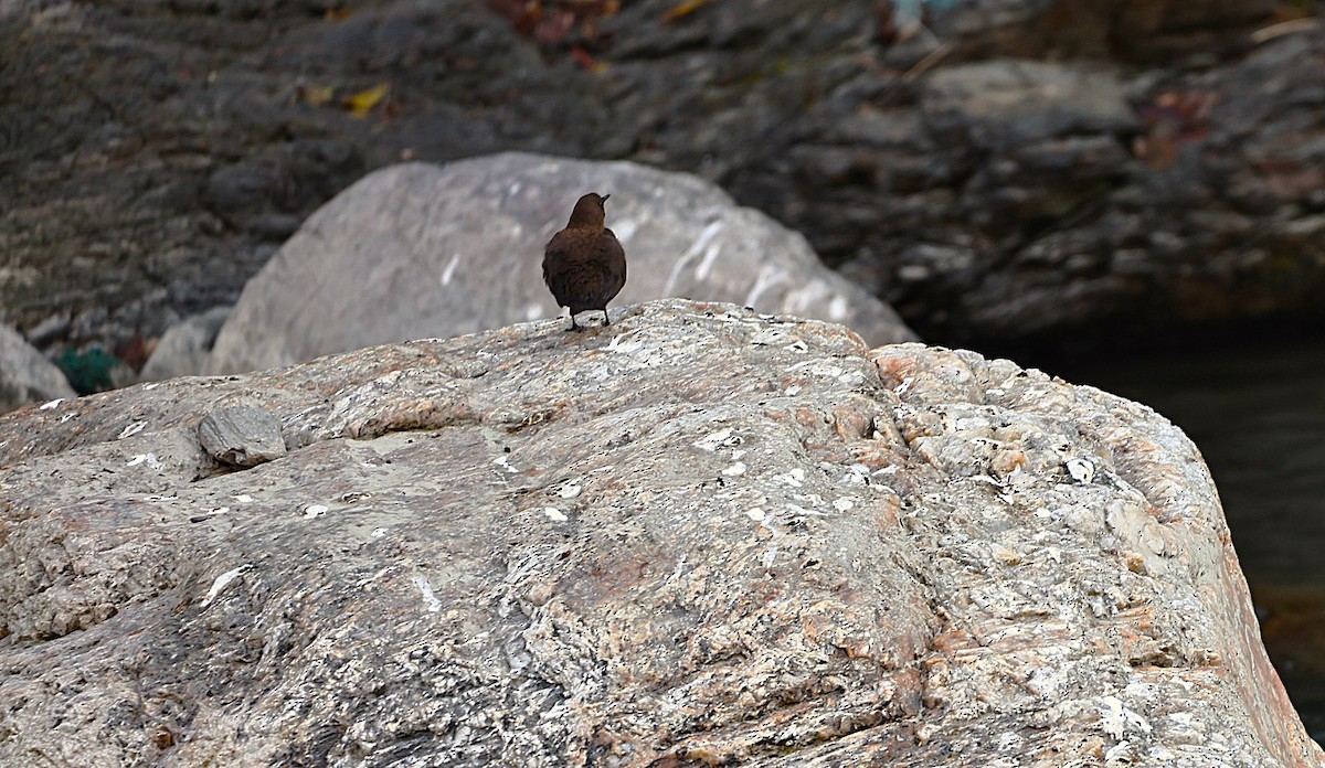 Kahverengi Derekuşu - ML645624732