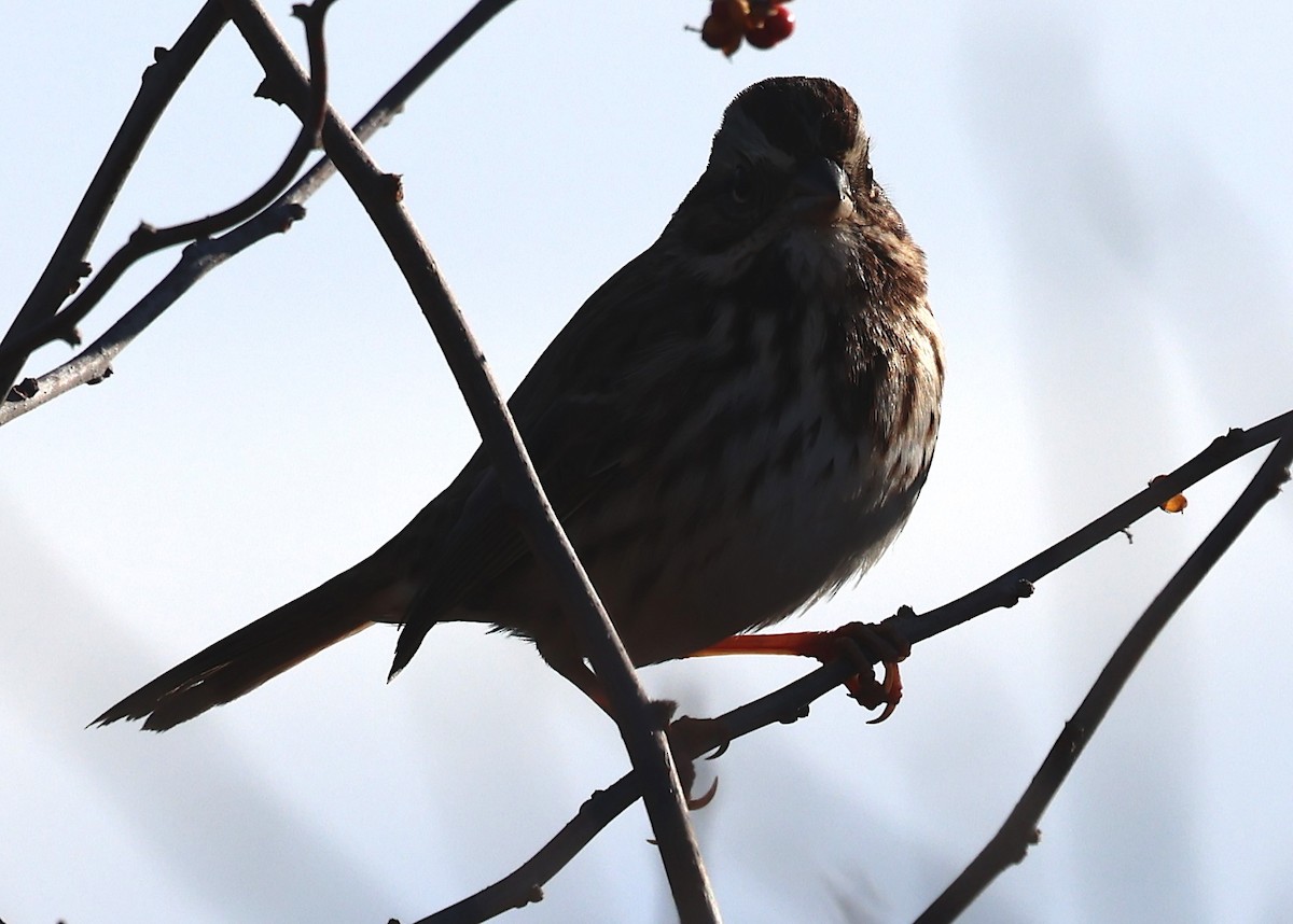 Ötücü Serçe - ML645624736