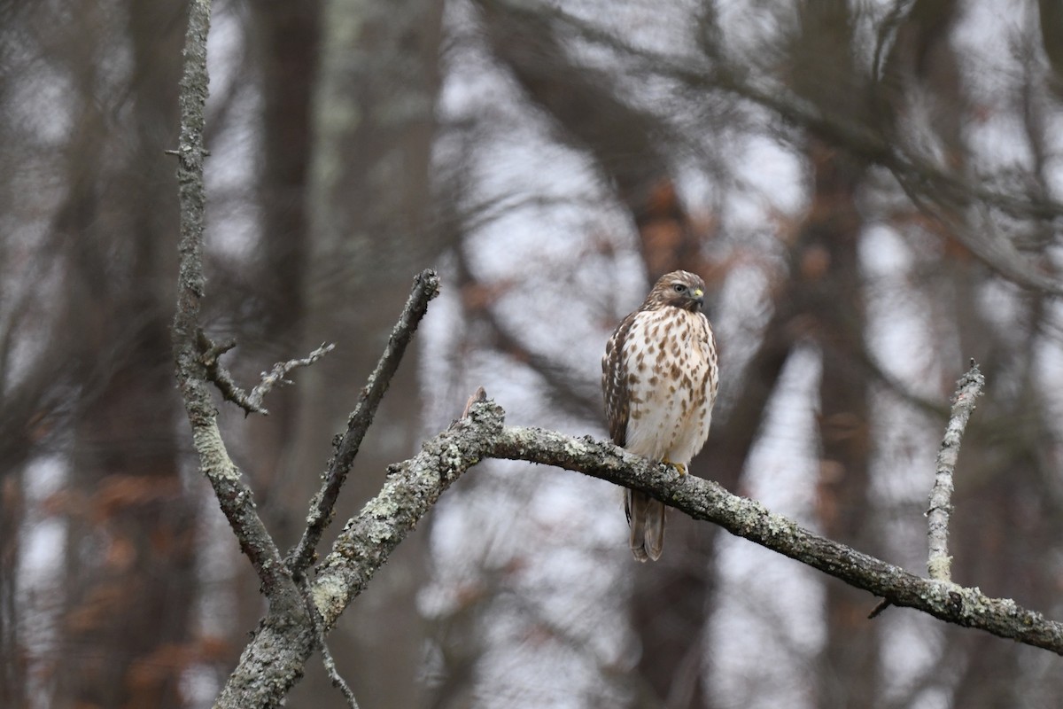 Kızıl Omuzlu Şahin - ML645624738