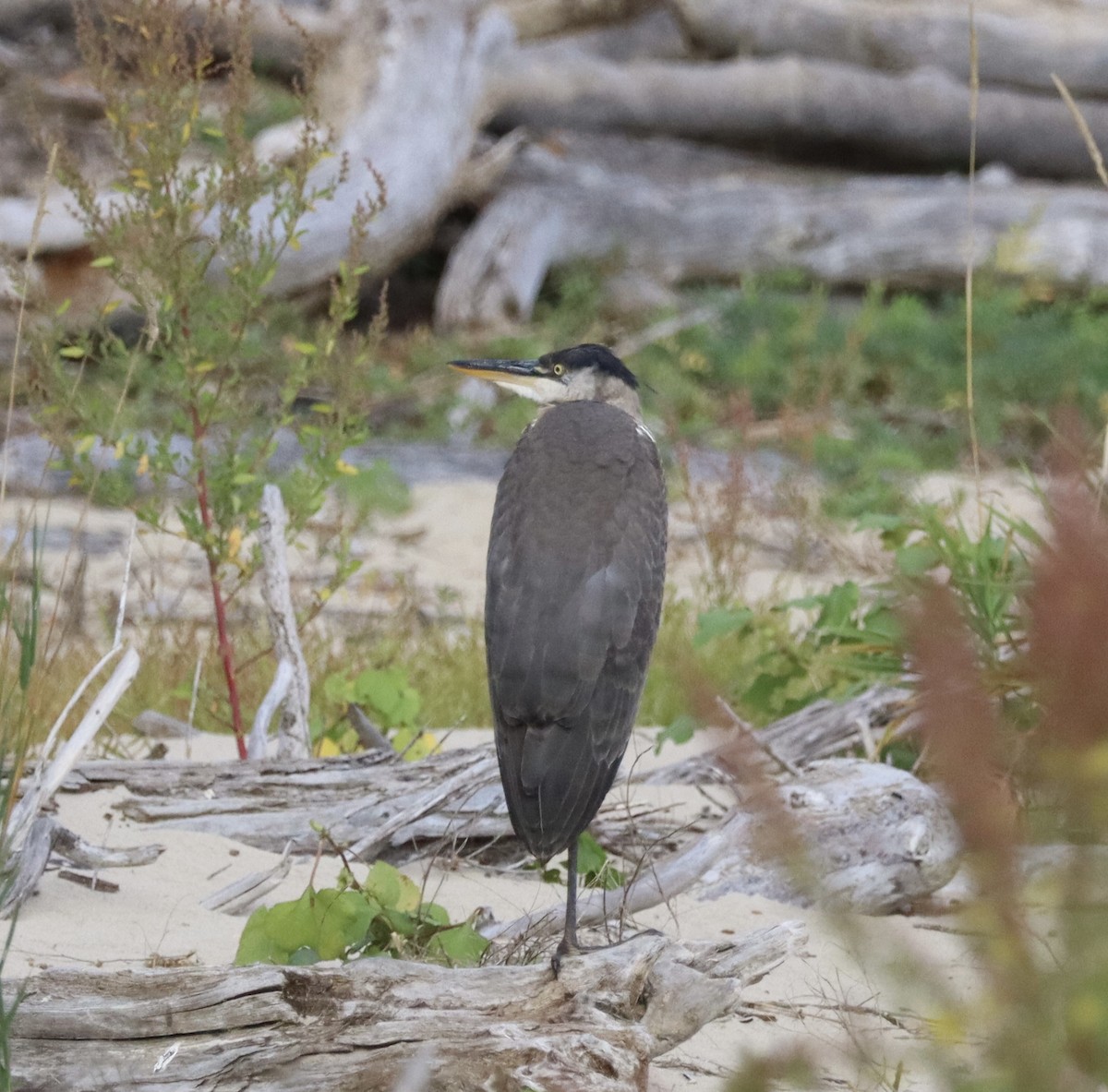 Amerika Gri Balıkçılı - ML645624739