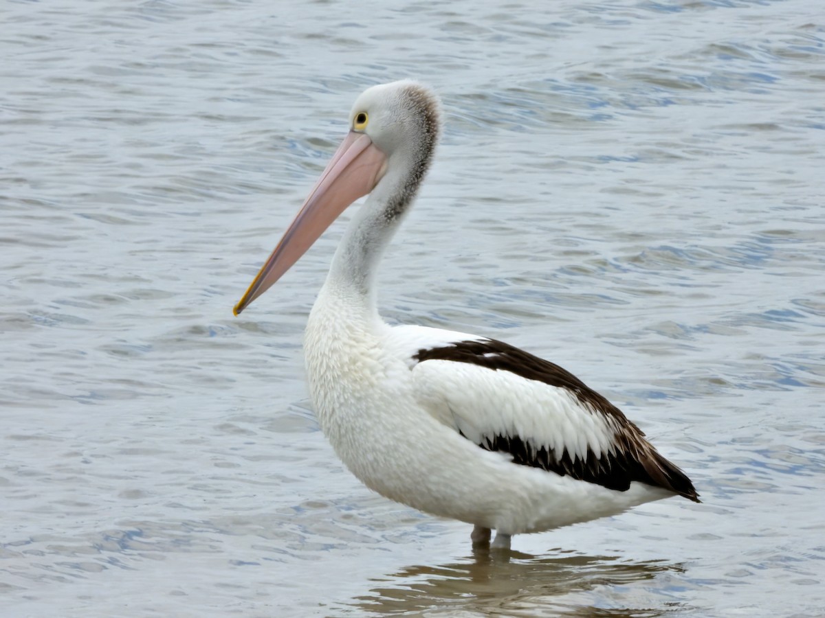 Avustralya Pelikanı - ML645624740