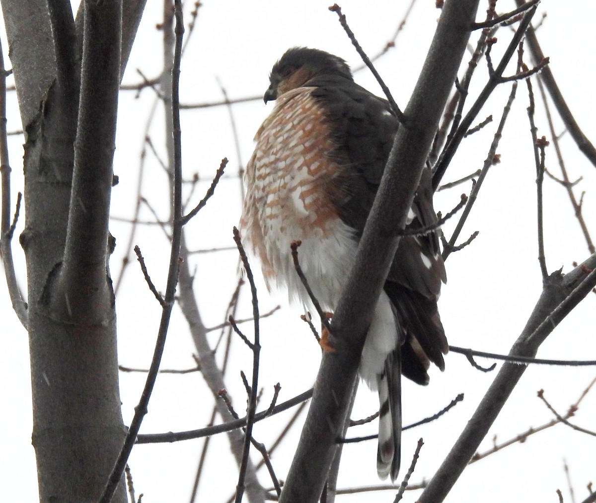 Amerika Atmacası - ML645624741