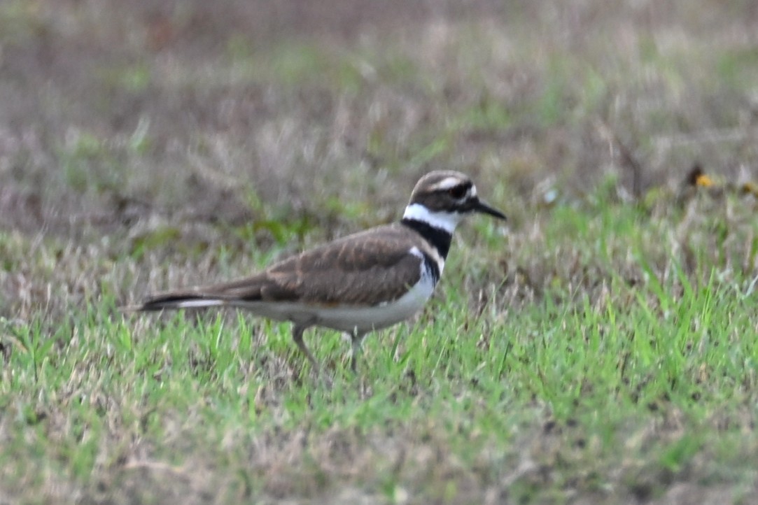 Çayır Cılıbıtı - ML645624742