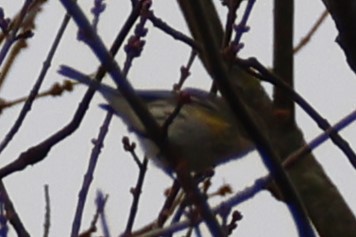 Taçlı Ötleğen - ML645624743