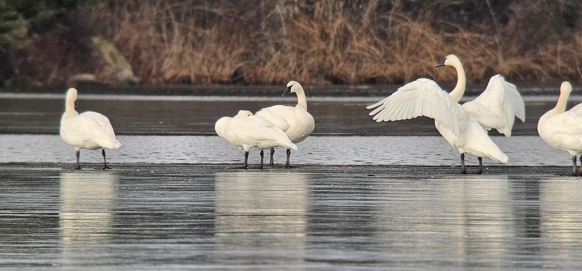 Borazancı Kuğu - ML645624745