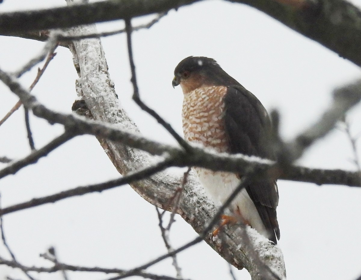 Amerika Atmacası - ML645624748