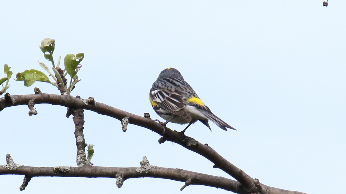 Taçlı Ötleğen (coronata) - ML645624749