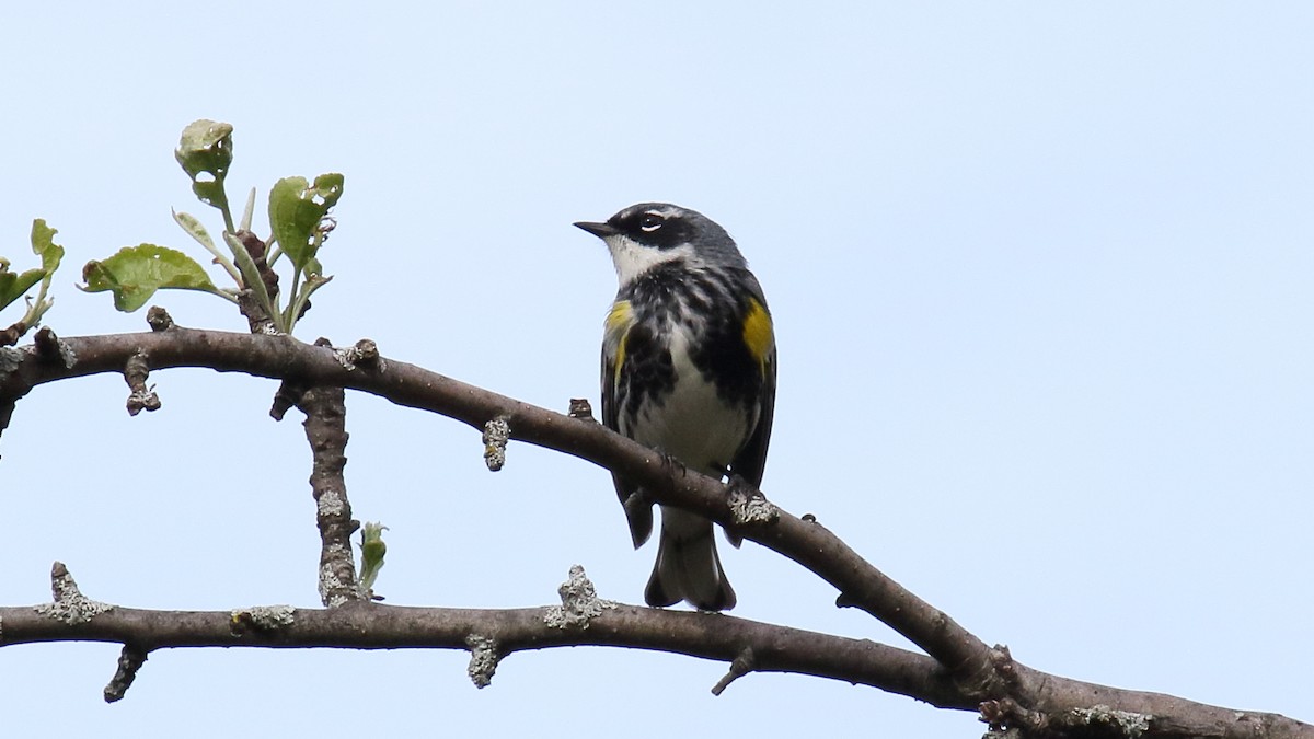 Taçlı Ötleğen (coronata) - ML645624750