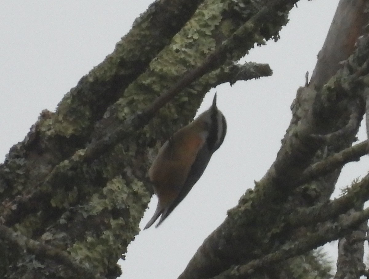 Kanada Sıvacısı - ML645624752