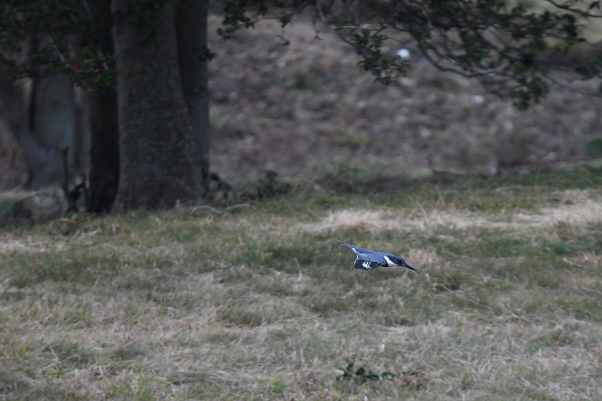 Kuşaklı Yalıçapkını - ML645624753