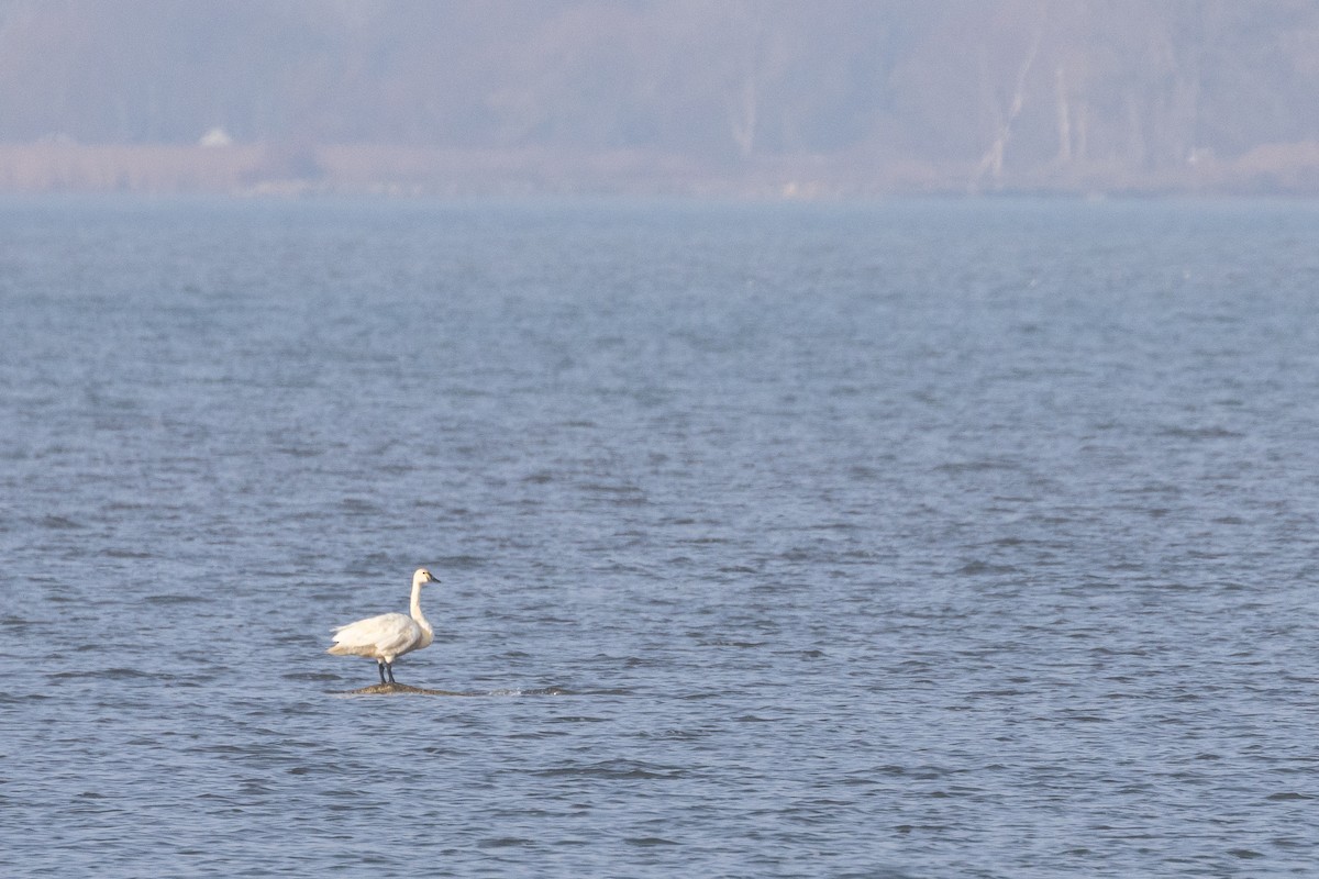 Küçük Kuğu (columbianus) - ML645624754