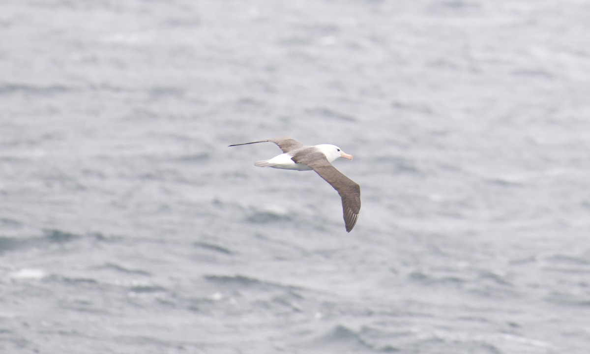 Schwarzbrauenalbatros - ML645624761