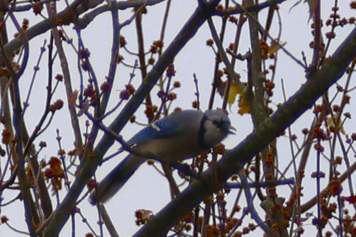 Blue Jay - ML645624762