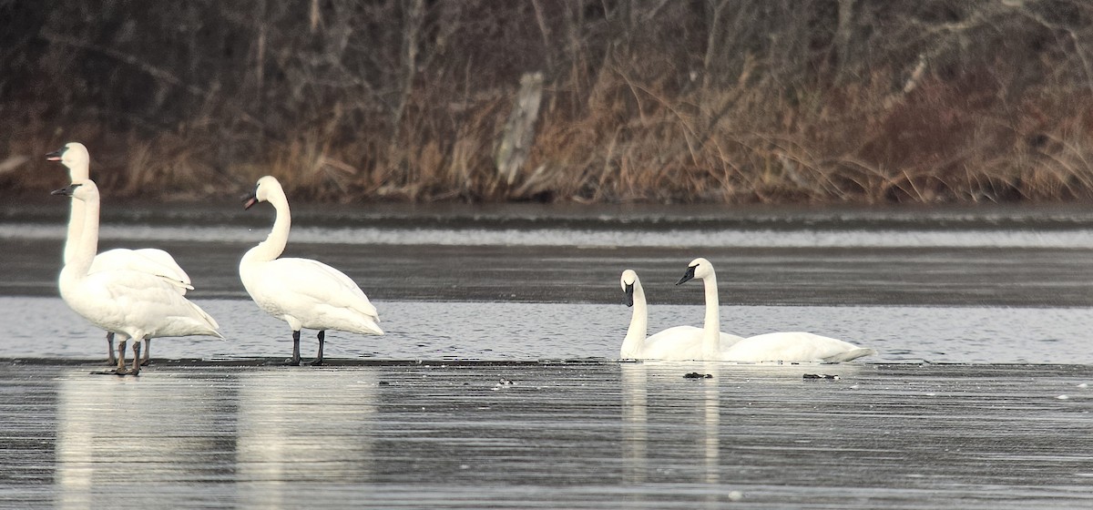Trumpeter Swan - ML645624763