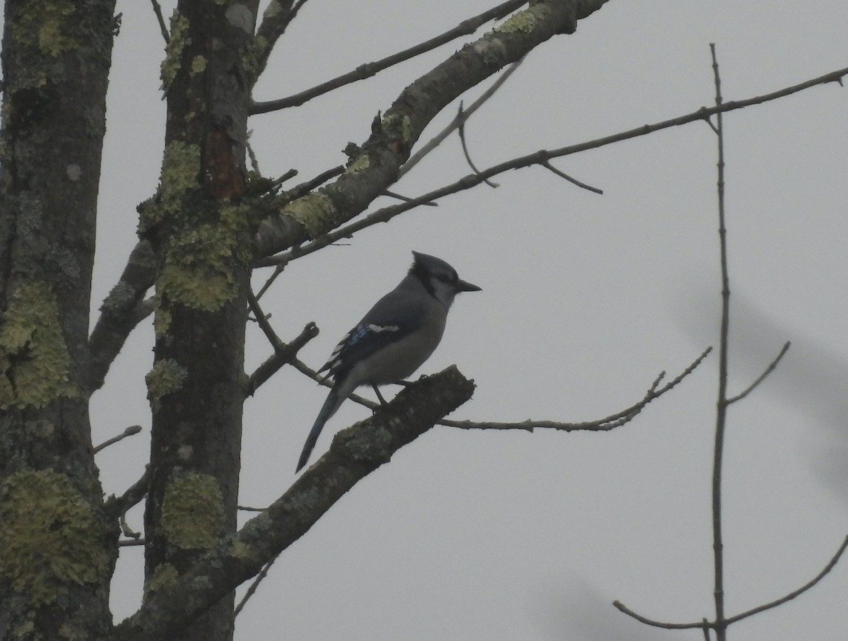 Blue Jay - ML645624767