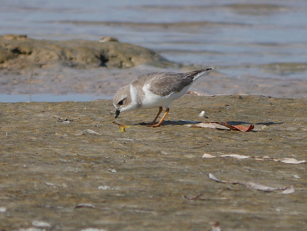 Islıkçı Cılıbıt - ML645624780