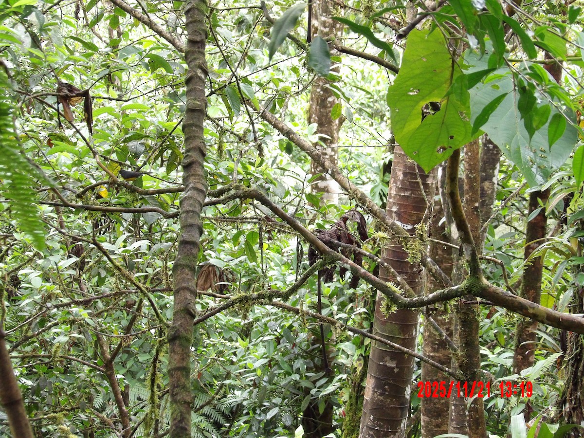 Slate-throated Redstart - ML645624790