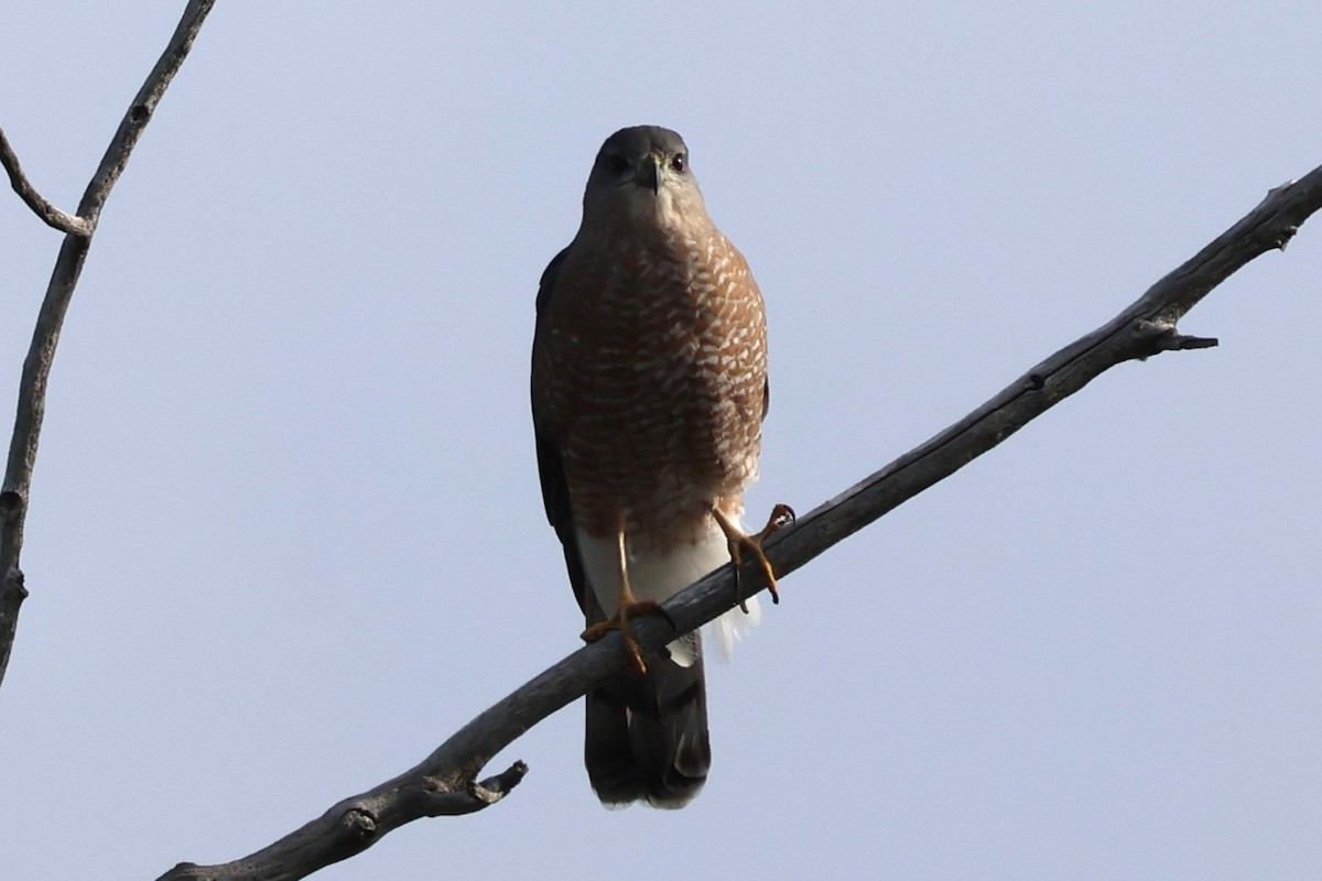 Cooper's Hawk - ML645624793
