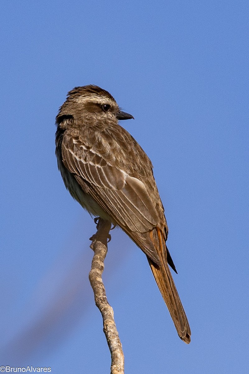Variegated Flycatcher - ML645624808