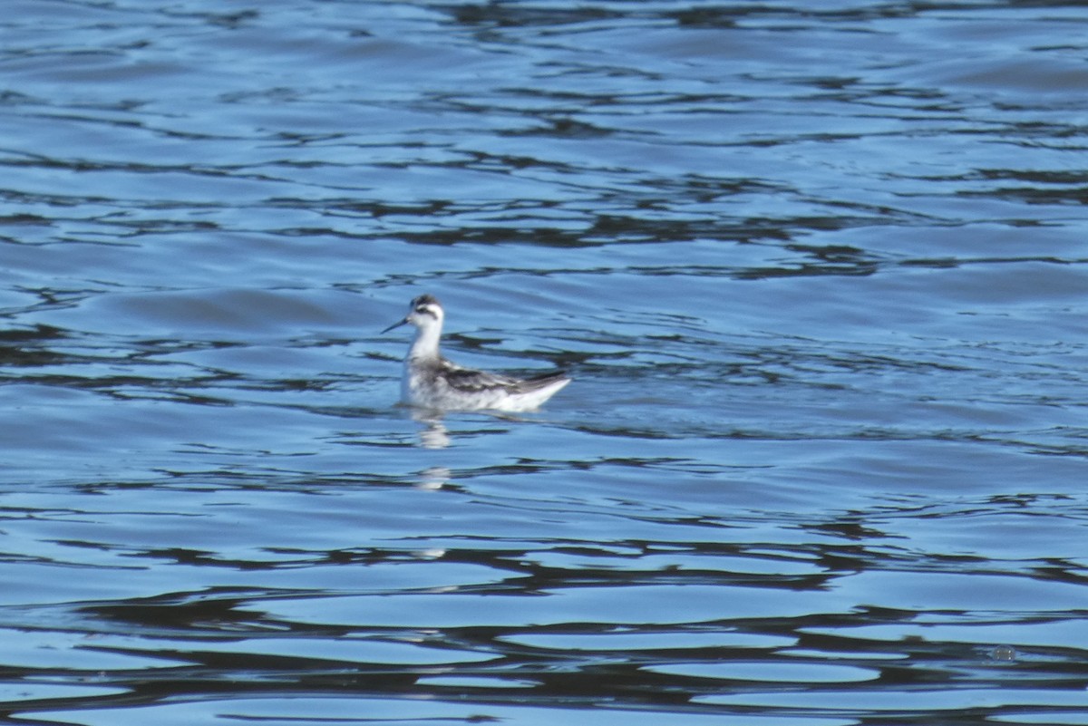 Red-necked Phalarope - ML645624812