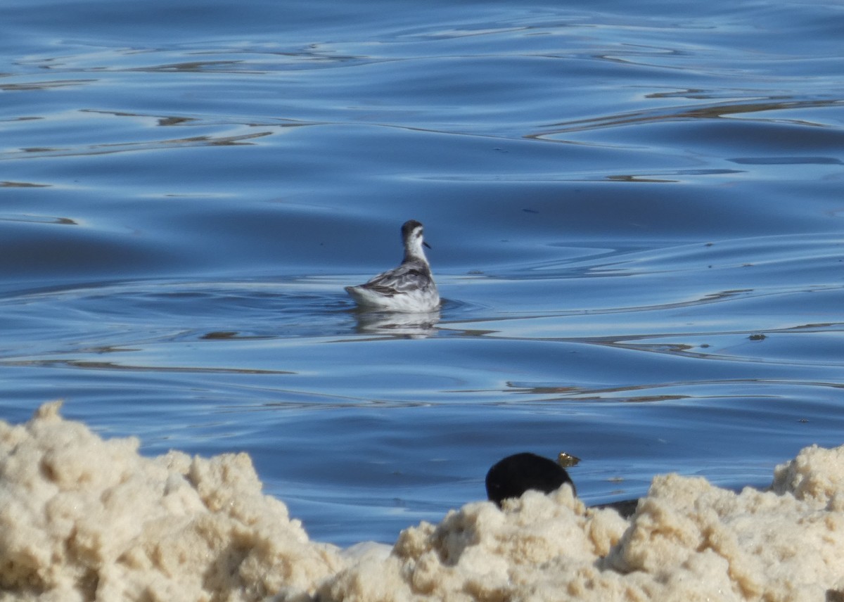 Red-necked Phalarope - ML645624821