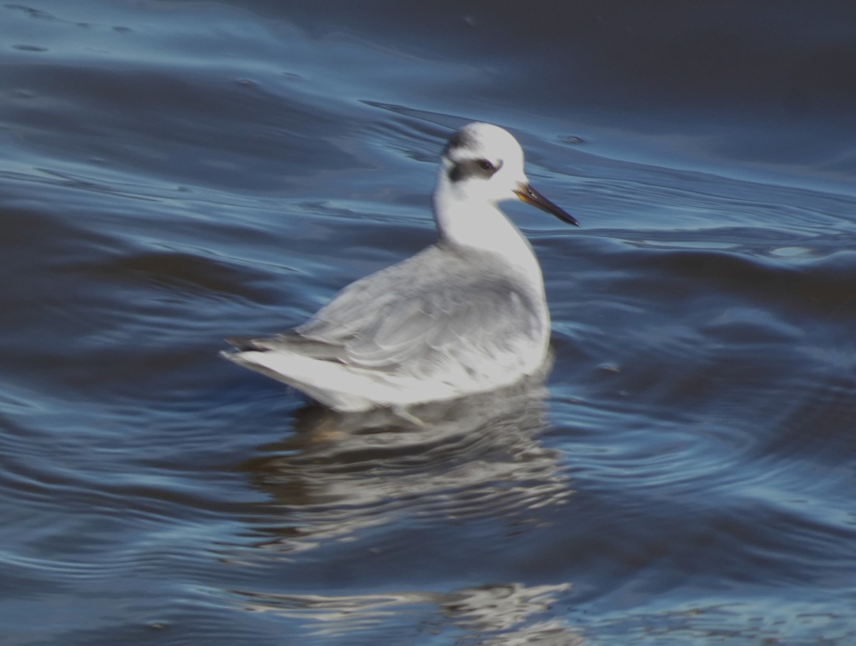 Red Phalarope - ML645624835