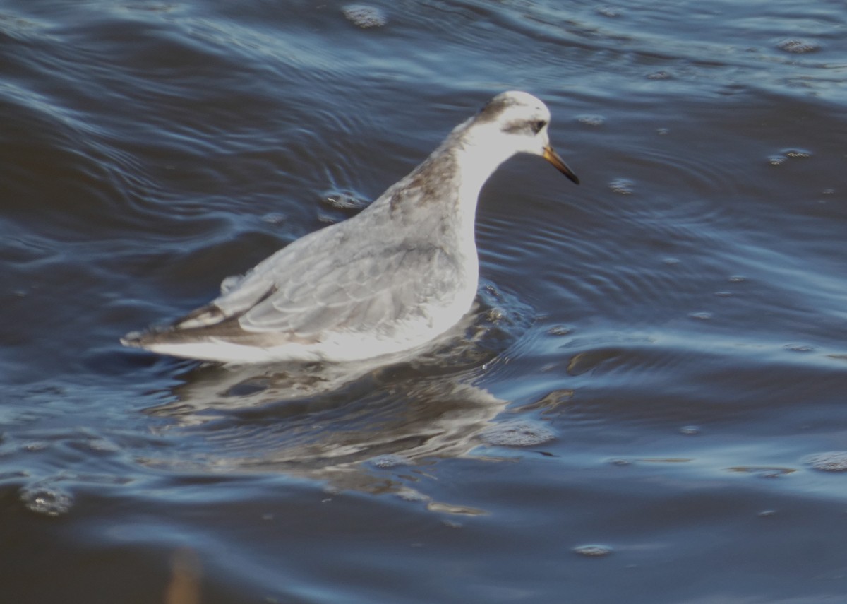 Red Phalarope - ML645624836