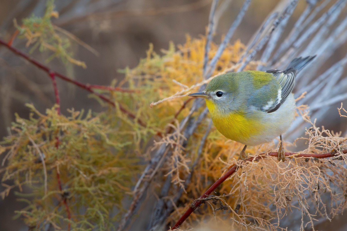 Northern Parula - ML645624840