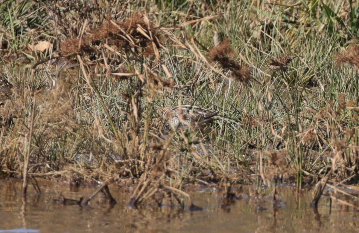 Wilson's Snipe - ML645624846