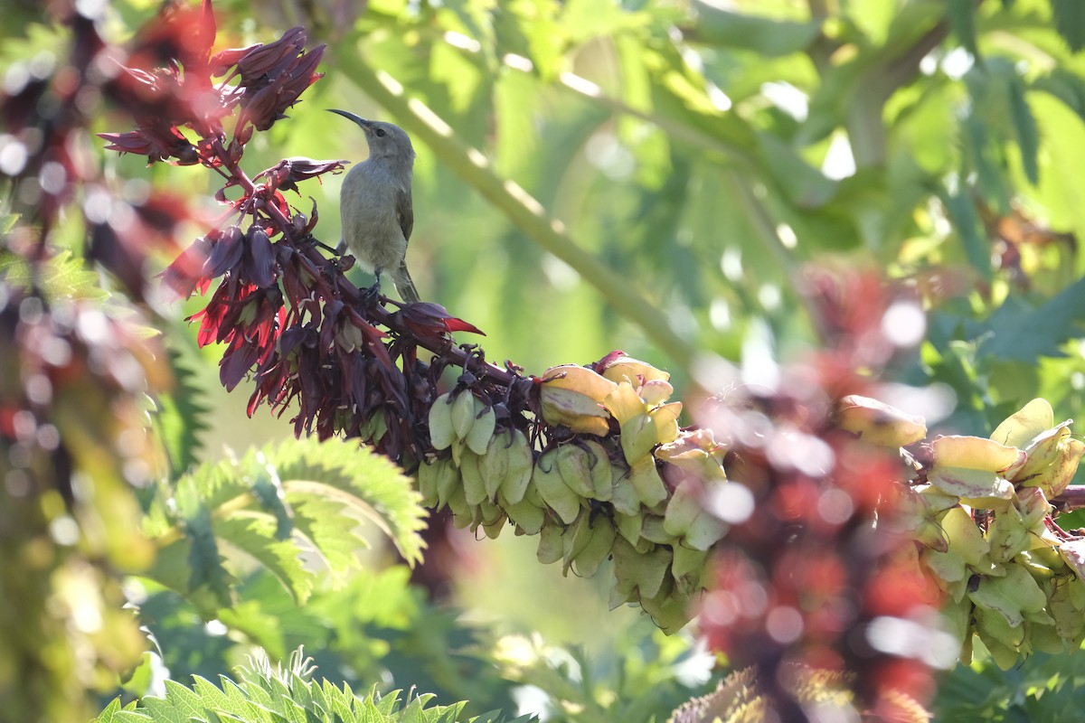 Southern Double-collared Sunbird - ML645624847