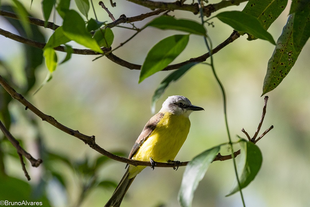 White-throated Kingbird - ML645624848