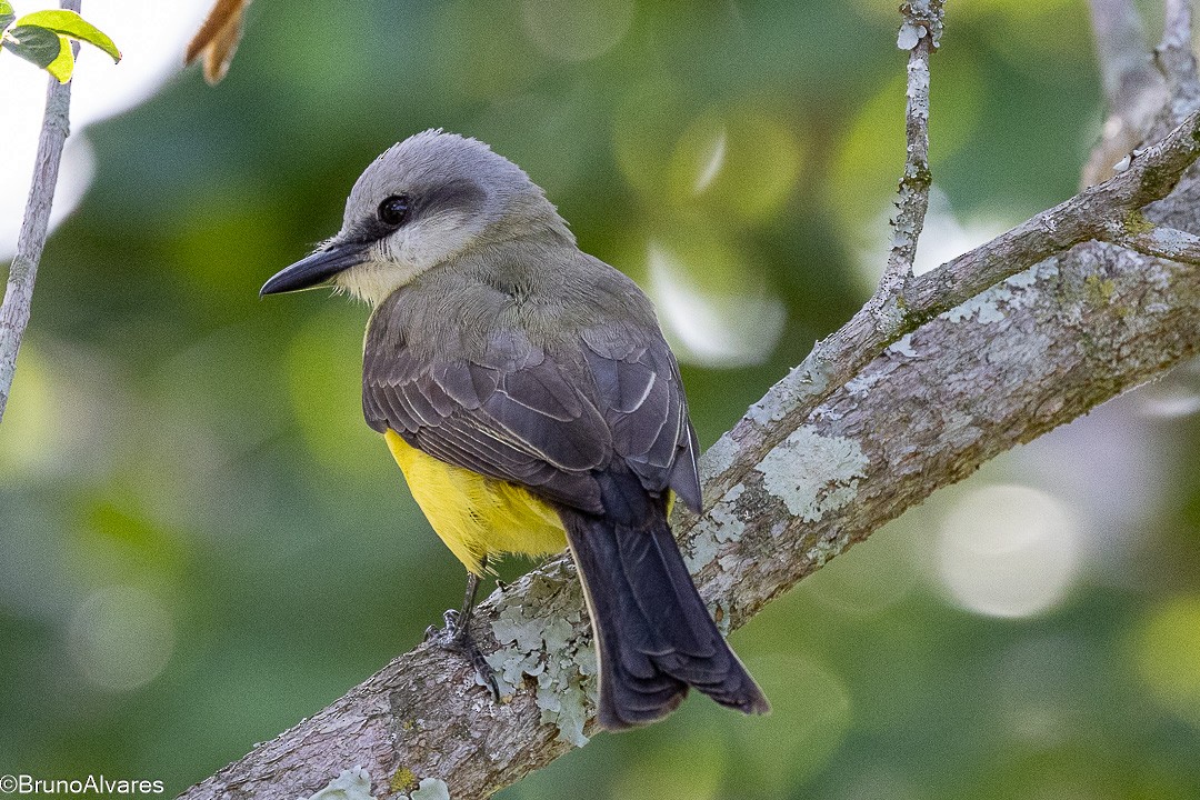 White-throated Kingbird - ML645624849