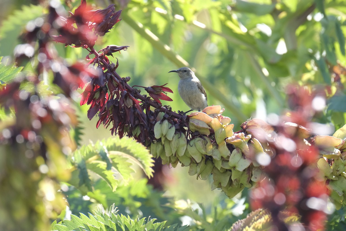 Southern Double-collared Sunbird - ML645624860