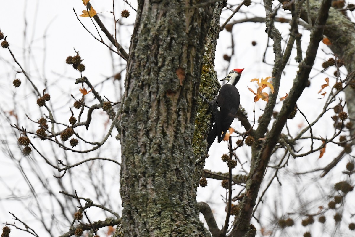 Жовна північна - ML645624864