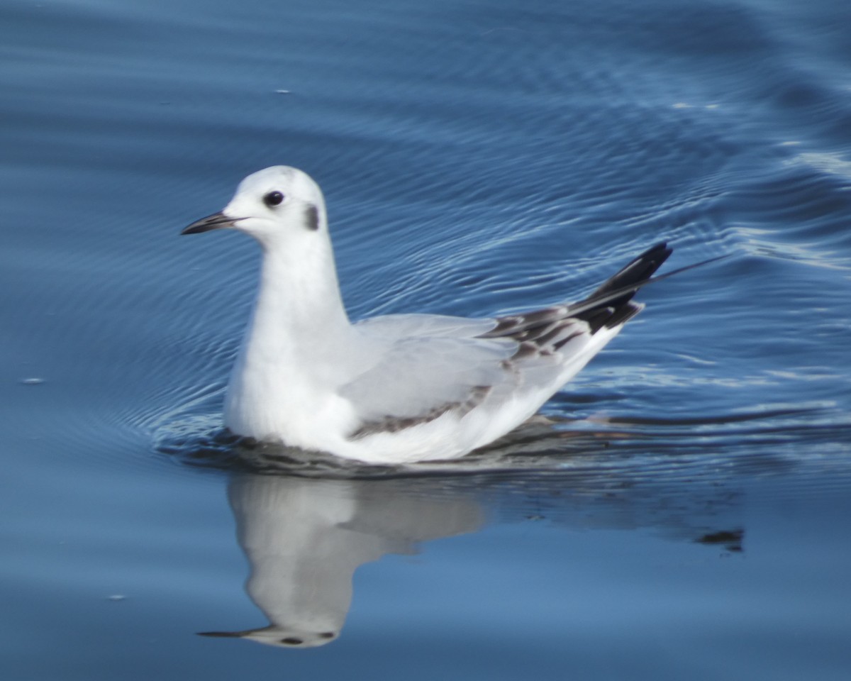 Bonaparte's Gull - ML645624865