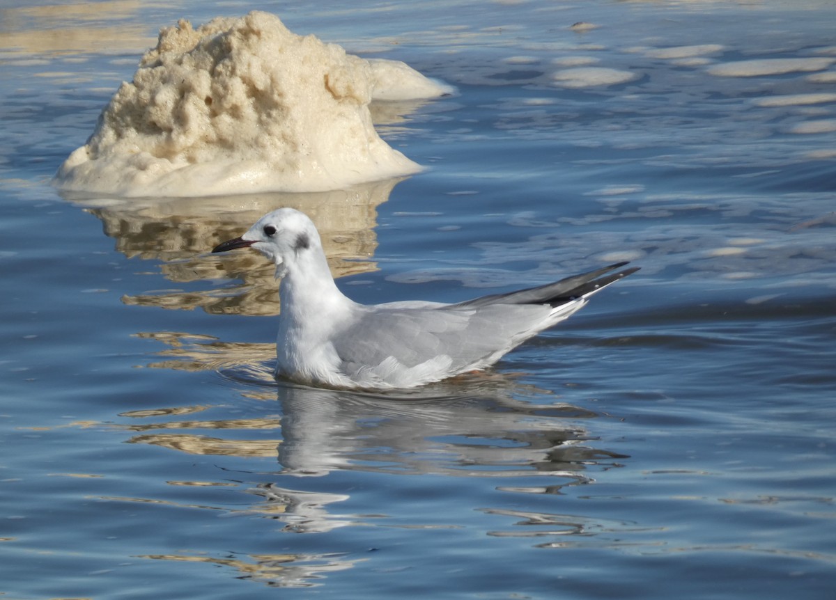 Bonaparte's Gull - ML645624866