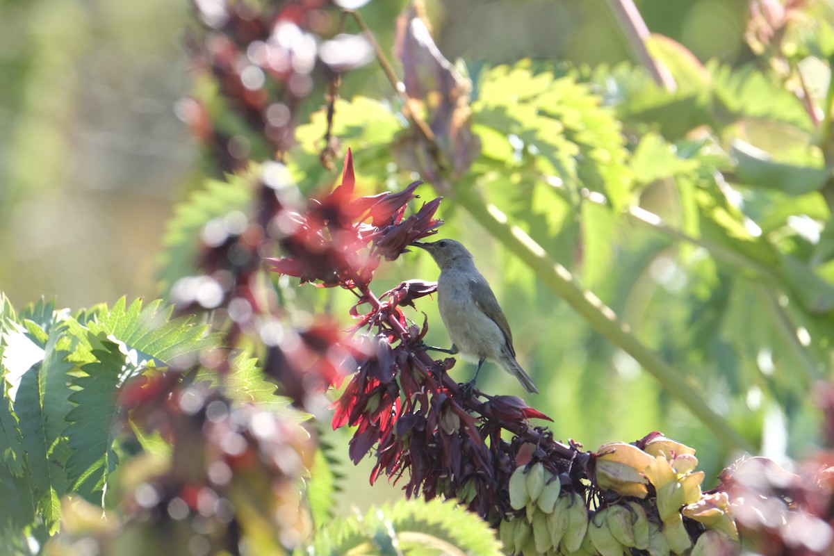 Southern Double-collared Sunbird - ML645624871