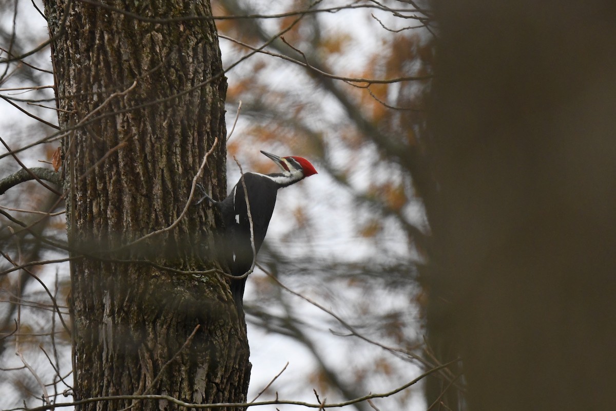 Жовна північна - ML645624873