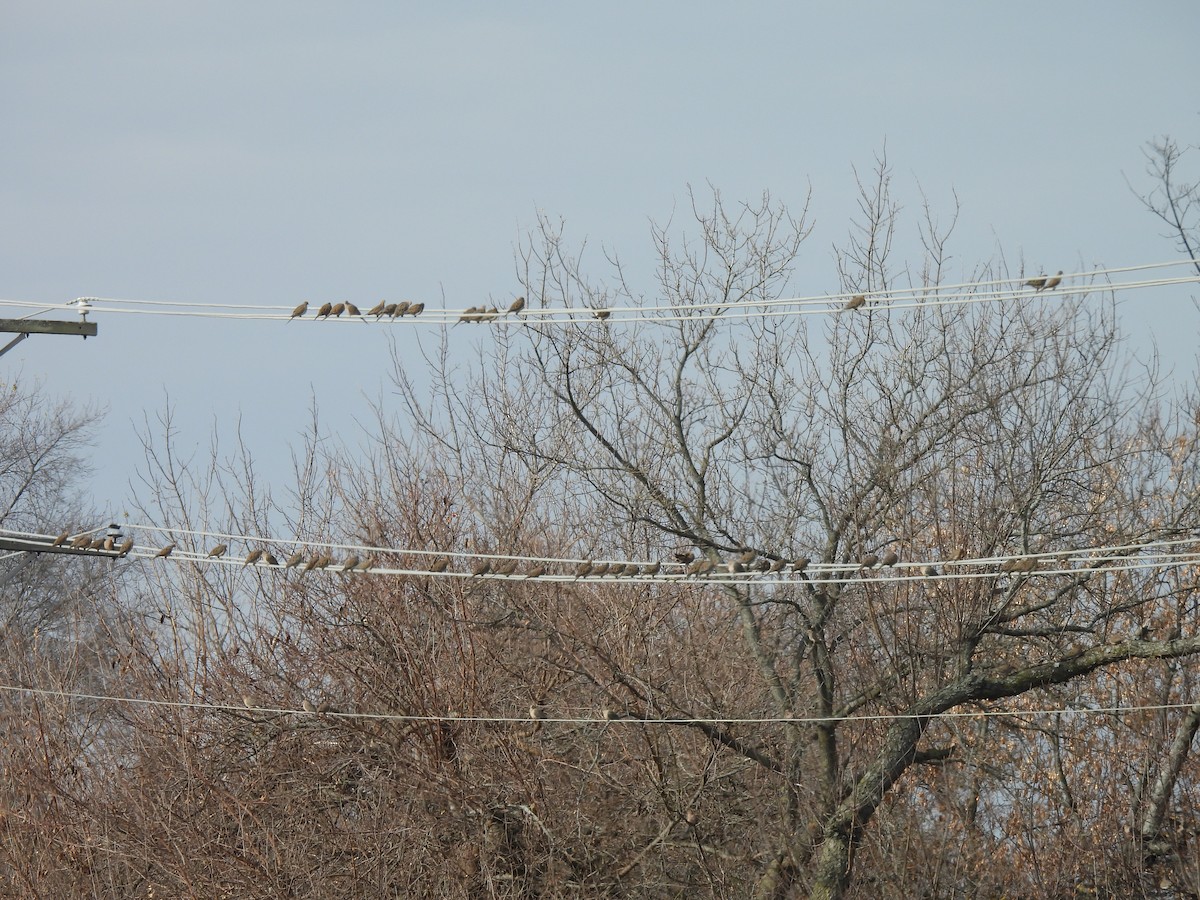 ナゲキバト - ML645624875