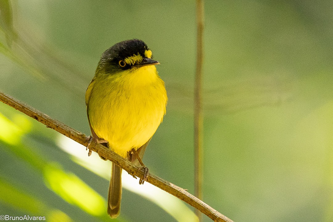 Gray-headed Tody-Flycatcher - ML645624908